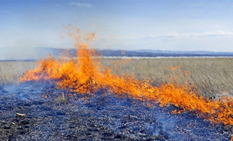 За тиждень в Троїцькому горіло 6 разів