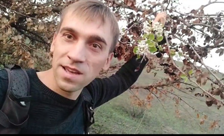 На Переяславщині восени зацвіла груша