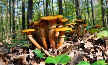 Грибний сезон розпочато: топ-8 найкращих рецептів