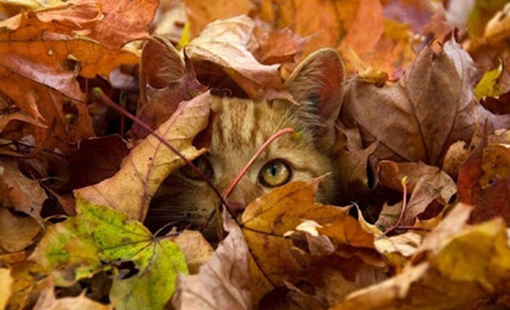 Осінь, просто осінь: складаємо нові пазли