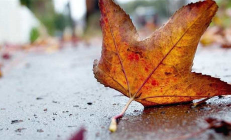 На наступному тижні в Кагарлицькому районі буде мінлива погода, а в понеділок і неділю пройдуть дощі