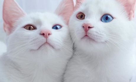  Петиция: никопольчане просят защитить бездомных котов