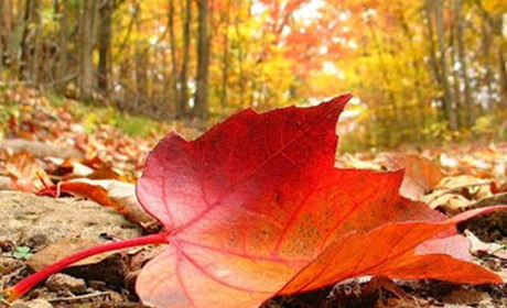 У Кагарлицькому районі, за прогнозом синоптиків, дощі пройдуть лише наприкінці тижня