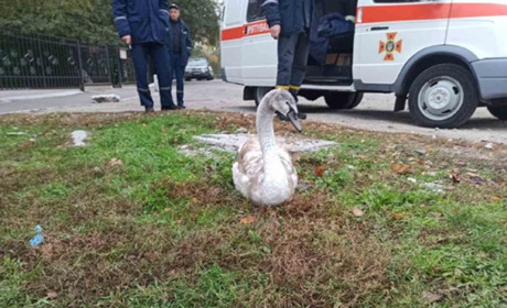 У Переяславі врятували пораненого лебедя