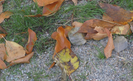 Які штрафи загрожують паліям опалого листя в Нікополі у 2020 році