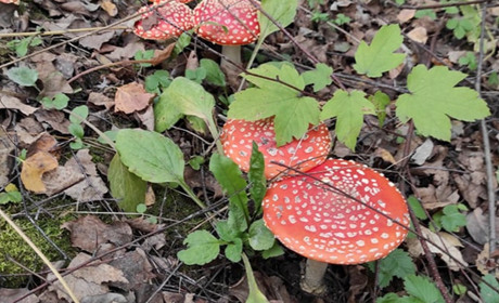 Що чекає українців в листопаді: топ-8 змін