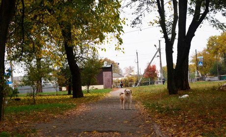 Фотопроєкт про безпритульних тварин у Гадячі