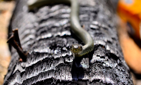 Світ у макрорежимі: технобудівський залізничник ділиться унікальними світлинами