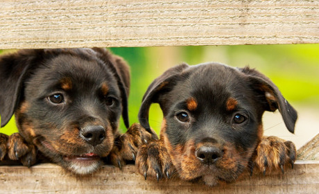 Подари дом: животные Никополя, которым очень нужны добрые руки