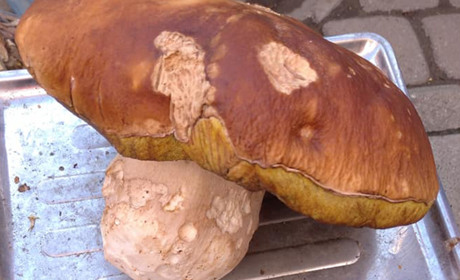 Отакенний! А вам доводилося знаходити такі гриби?