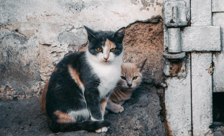 Фотопроект: безпритульні тварини Нікополя