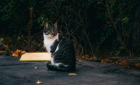 В Никополе начали  рассматривать петицию о бездомных котах