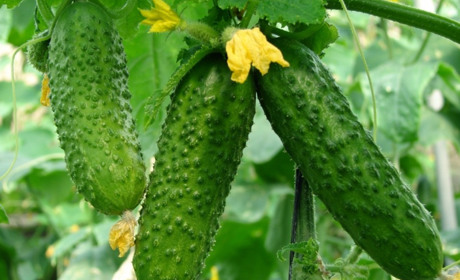 Огород — моя жизнь