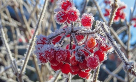 Прогноз погоди на тиждень: тумани та нічні заморозки