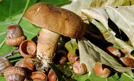 Тест-зображення: дізнайтеся чи вмієте ви відрізняти їстівні гриби від отруйних