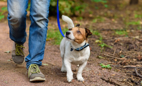 Никопольчан просят подписать петицию: создание площадки для выгула и дрессировки собак