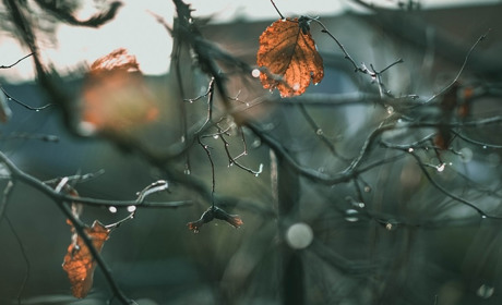 Погода у Старокостянтинові з з 23 по 29 листопада: очікується мокрий сніг із дощем