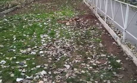 На Острові хотіли встановити черговий МАФ, але мешканці не розгубились і висадили 17 дерев липи