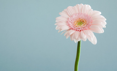 Красиві квіти з доставкою в Кагарлику та потрібна інформація про послугу