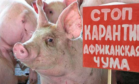 По сусідству знову африканська чума. Оголошено карантин