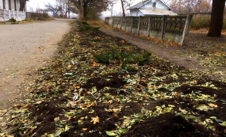 Вандали викорчували 14 ялівців у Волновасі. Волноваська ВЦА шукає свідків
