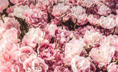 Колір букетів з доставкою в Барі – на що звертати увагу при виборі?