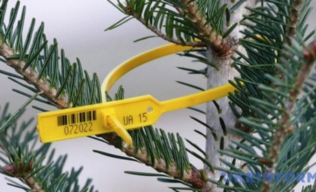 Де, коли і за скільки у Старокостянтинові можна буде купити ялинку