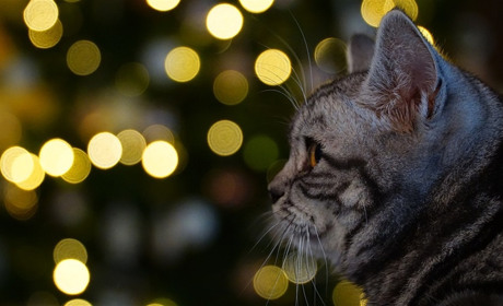 Погода у Старокостянтинові з 7 до 13 грудня: очікується посилення вітру і дощі