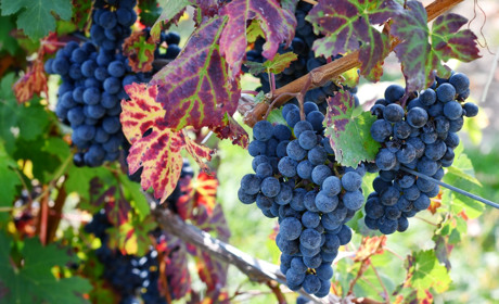 Виноград Антоний Великий: особенности сорта