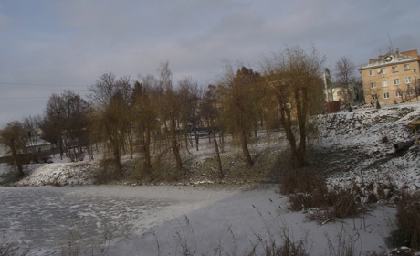 Олександр Калашник: «Збереження всіх старих дерев неможливе. Частину треба зносити»