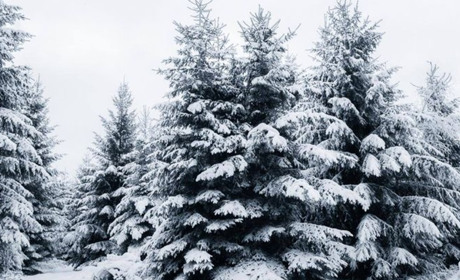 За незаконно вирубану ялинку можна заплатити до 5000 гривень штрафу