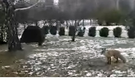 У Переяславі зняли на відео лисицю, яка бігала на території школи