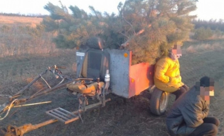 На Пологівщині затримали ялинкових крадіїв