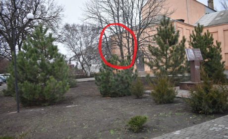 Перший випадок передноворічного варварства: в центрі Нижніх Сірогоз зрубали сосну
