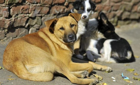 Міська влада розглядає петицію щодо утримання безпритульних тварин