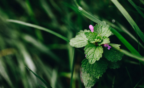 Успокоительные препараты на травах