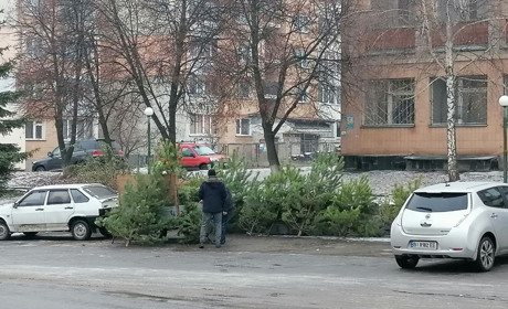 Де у Гадячі купити ялинку