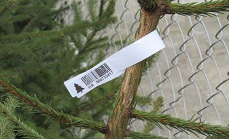 Южненців попереджають про незаконність вирубування ялинок