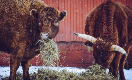 10 фактів та фейків про бика: чи зможуть сватівчани відгадати, де правда, а де ні