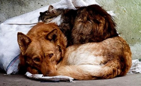 Міська влада розгянула петицію щодо утримання безпритульних тварин