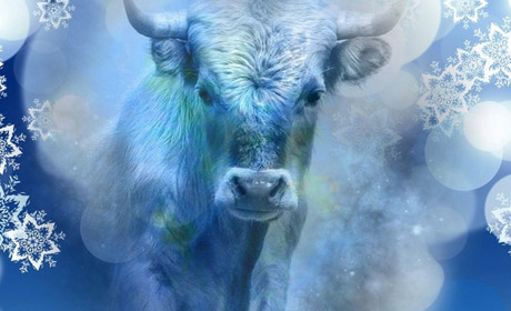 Гороскоп на 2021 рік: що приготував нам білий металевий Бик