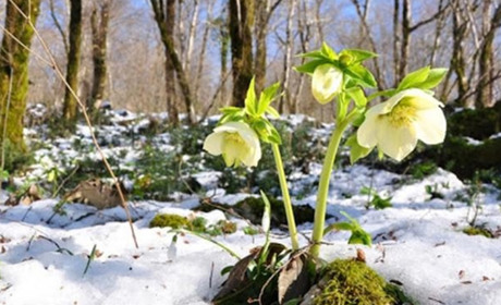 Аномально теплий січень: прогноз погоди на тиждень