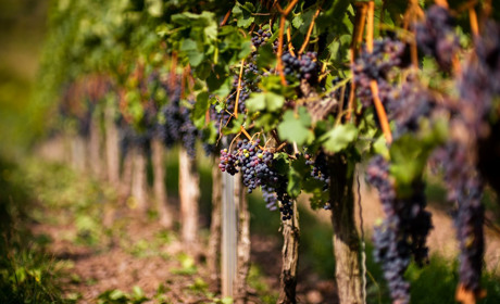 Виноград Ризамат – как получить большой урожай и уберечь лозу от болезней