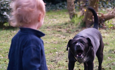 П’ятирічну дівчинку з Кіцманського району покусав собака. Дитина в Чернівецькій лікарні