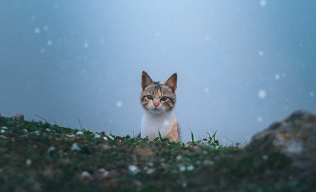 Песики й котики, які шукають дім у Первомайську: підбірка січня