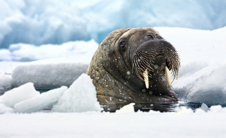 Водохреще 2021: що треба знати про купання в ополонці