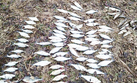На Менщині браконьєри наловили 11 кілограмів риби на понад 10 тисяч гривень