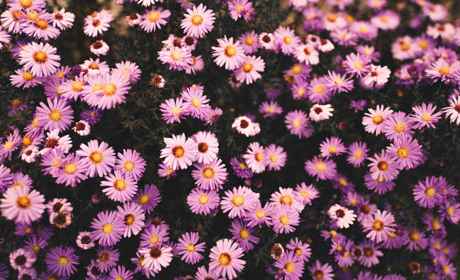 Даруйте квіти з доставкою в Троїцькому найближчим та найріднішим