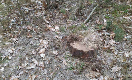 Держекоінспекція Вінницької області виявила незаконну вирубку лісу в Барському районі