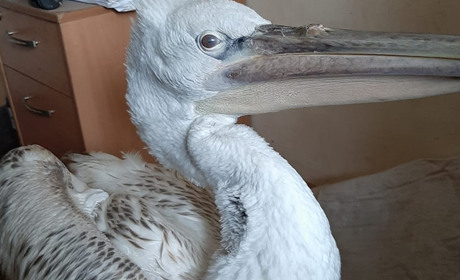 Знайденого поблизу Южного пелікана забрали на лікування в зоопарк